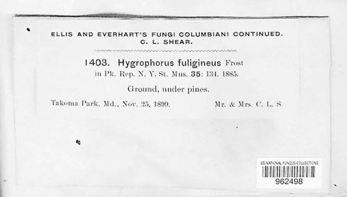 Hygrophorus fuligineus image